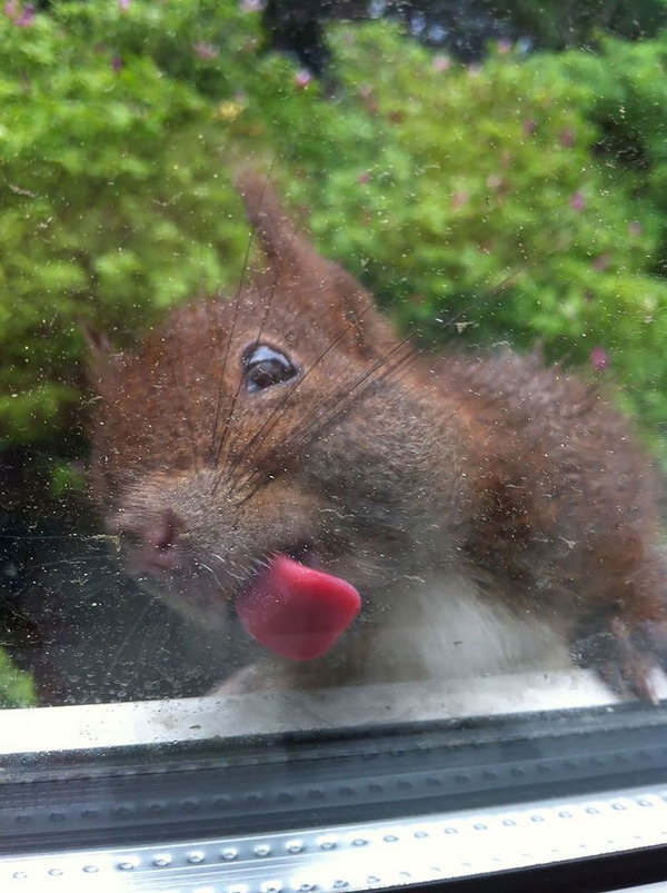 funny animals licking glass8
