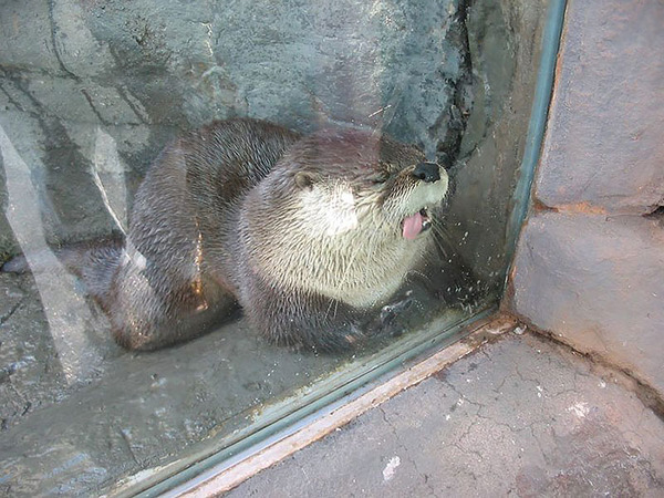 funny animals licking glass14