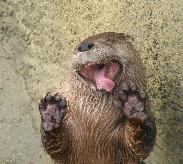 silly animals licking glass