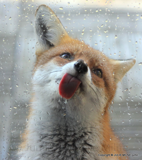 funny animals licking glass4