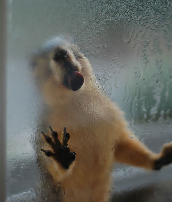 hilarious animals licking glass17