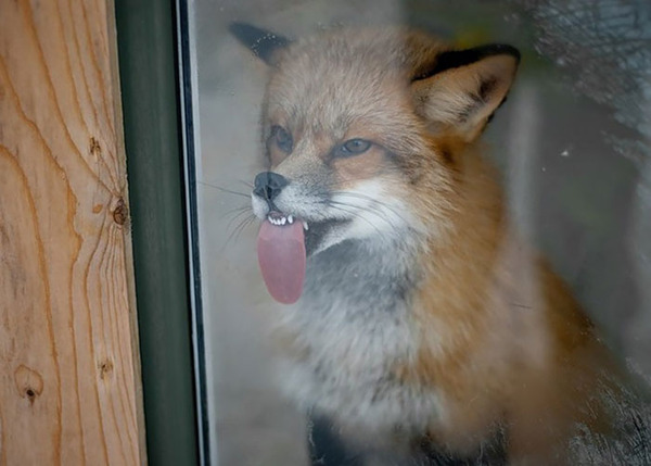 silly animals licking glass2