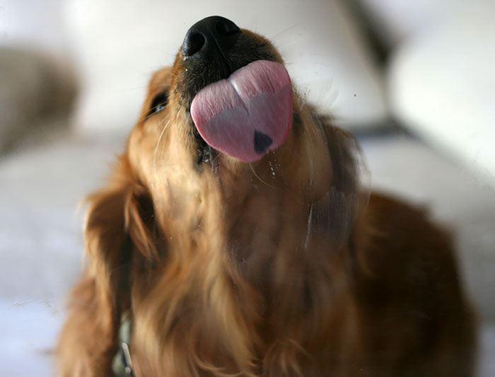 funny animals licking glass25