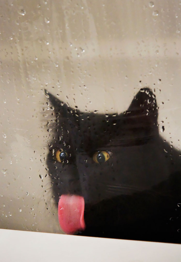 silly animals licking glass3