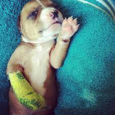 puppies with casts 15