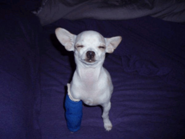 puppies with casts 6