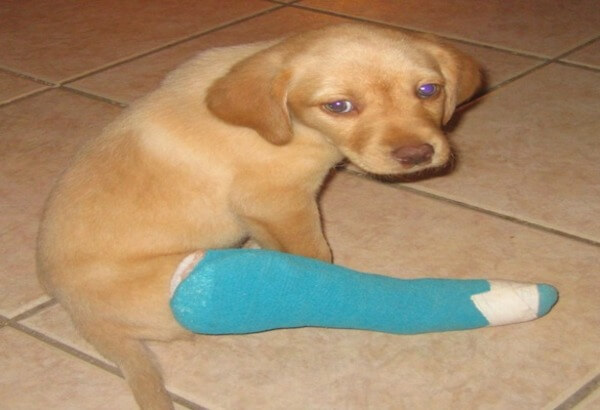 puppies with casts 4