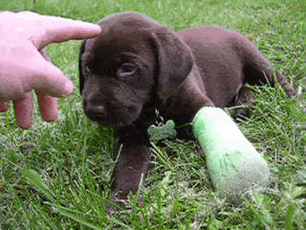 puppies with casts 8