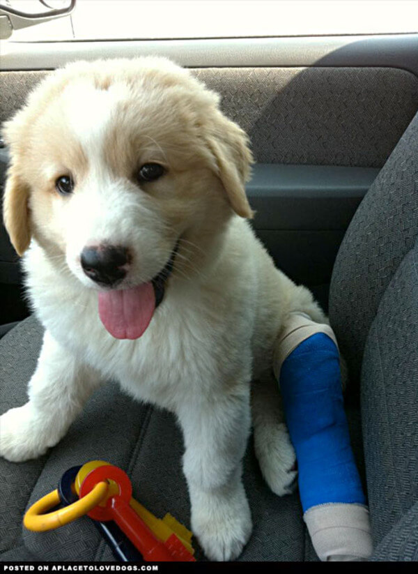 puppies with casts 2