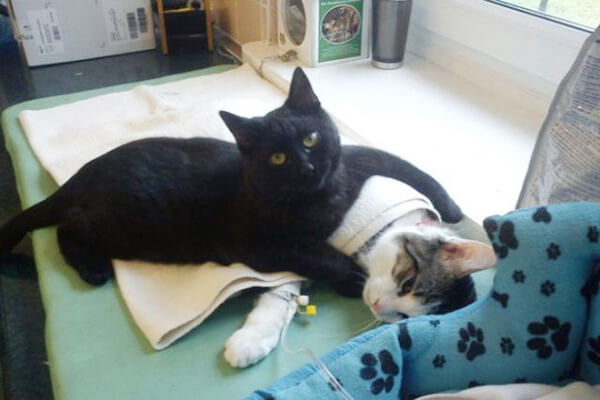 nursing cat