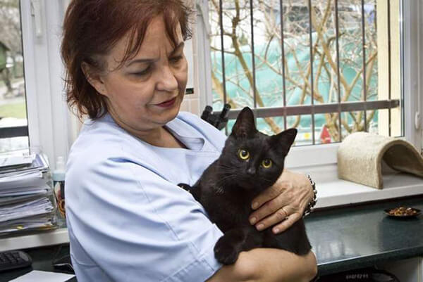 nursing cat