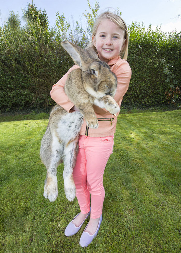 darius - the world's largest rabbit