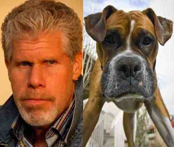 27 Unbelievably Accurate Dog Lookalikes That Will Give You Chills