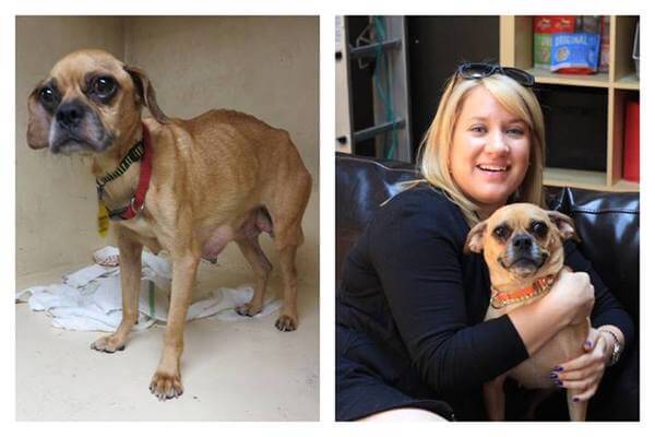 before and after shelter dogs