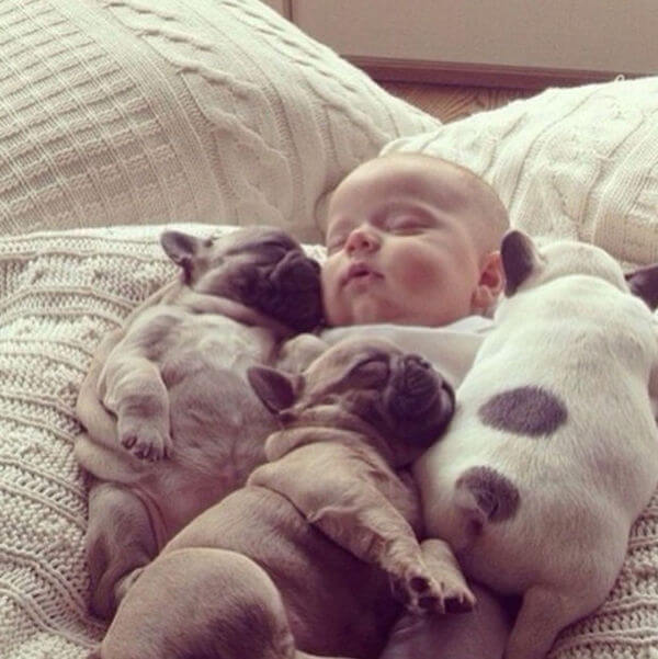 adorable pets and babies