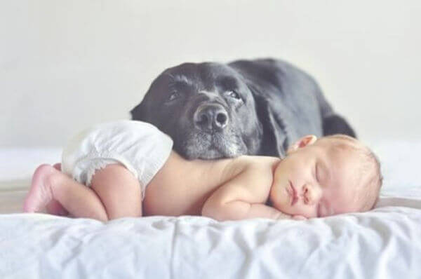 adorable pets and babies