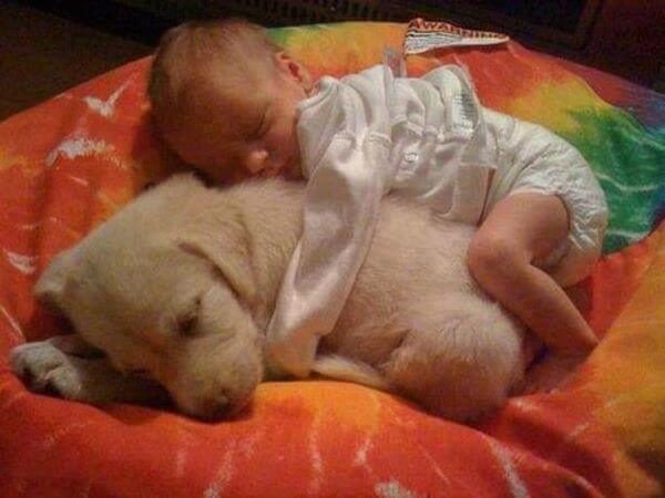 adorable pets and babies
