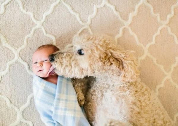 adorable pets and babies