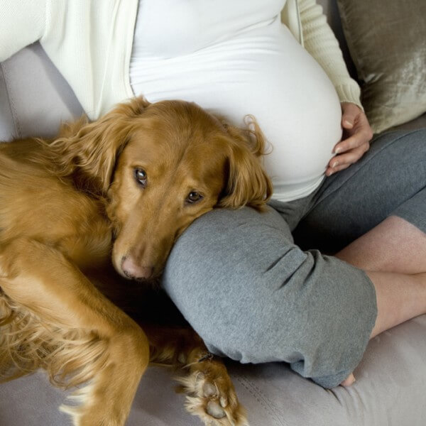 dog-snuggling-beside-pregnant-belly_700x700_Getty-83907844-2