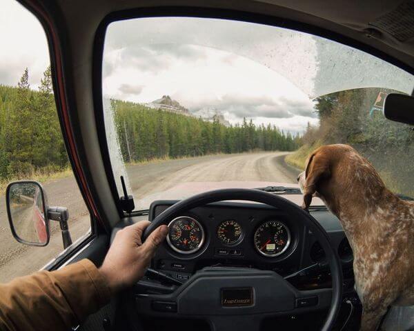 dog traveling car