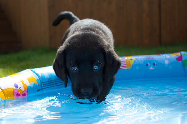 Labradors are the best dogs