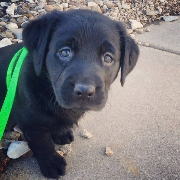 Labradors are the best dogs