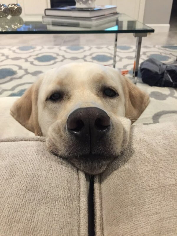 Labradors are the best dogs