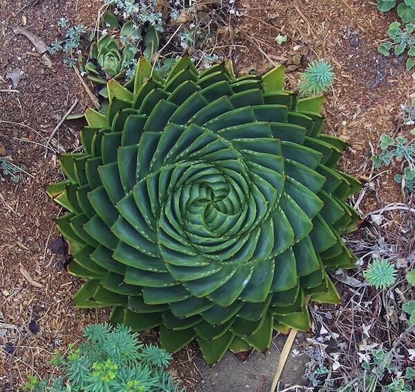 geometrical plants