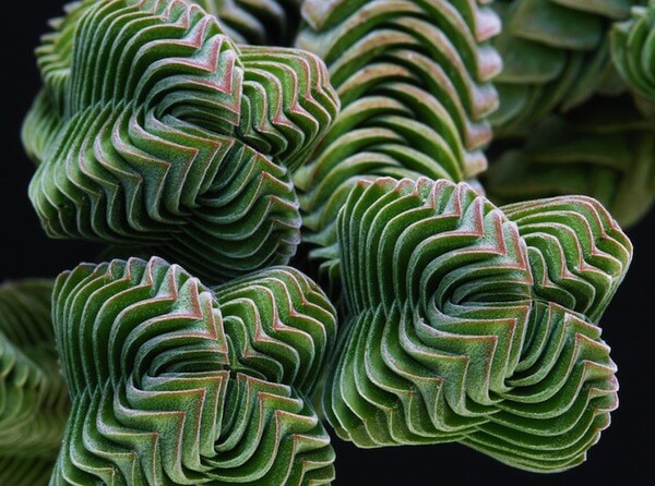 geometrical plants