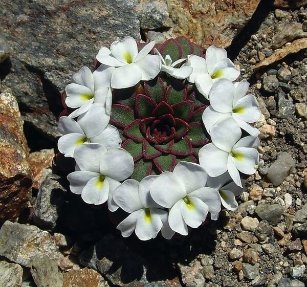 geometrical plants