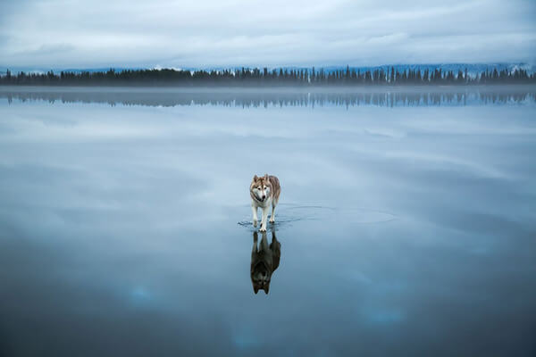 siberian husky frozen lake