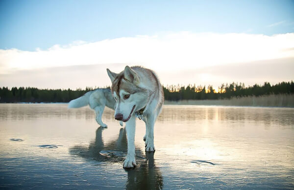 siberian husky frozen lake