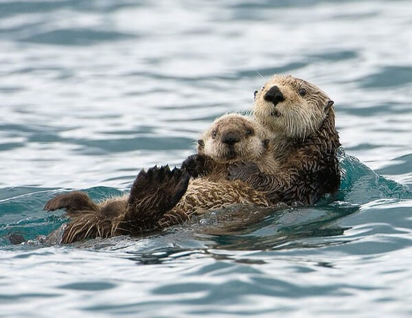 Adorable Animal Parenting Moments 21