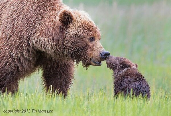 Adorable Animal Parenting Moments 3