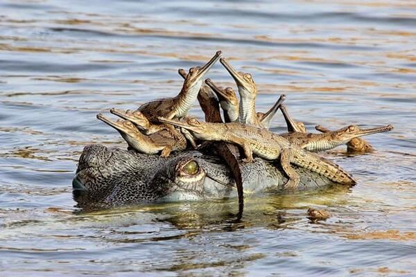 Adorable Animal Parenting Moments 6