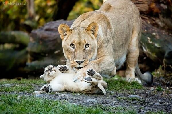 Adorable Animal Parenting Moments 7