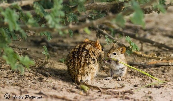 Adorable Animal Parenting Moments 9