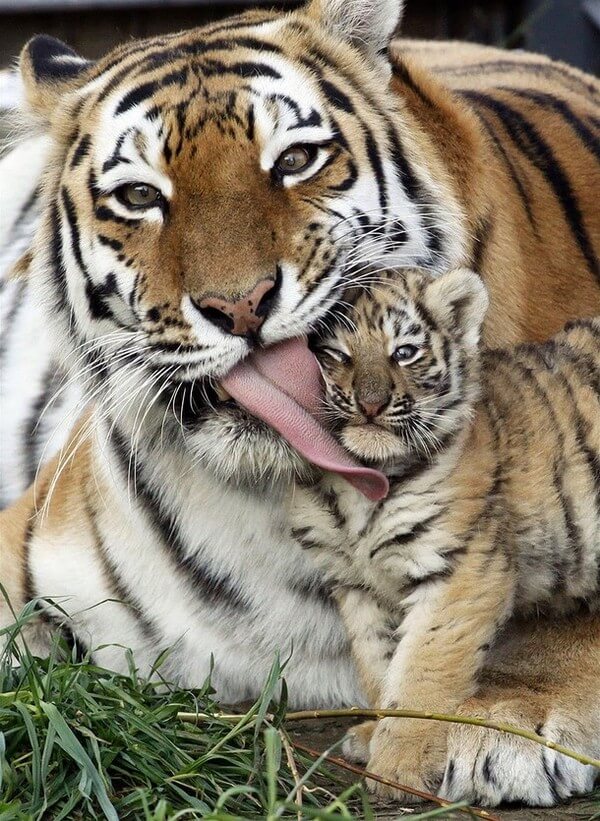 Adorable Animal Parenting Moments 12