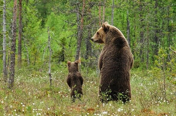 Adorable Animal Parenting Moments 13