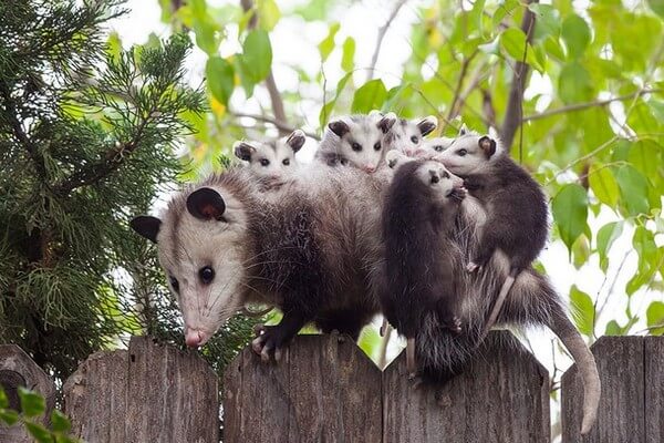 Adorable Animal Parenting Moments 14