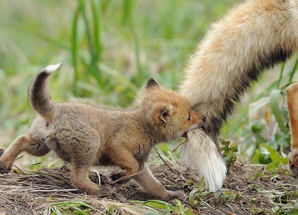 Adorable Animal Parenting Moments 15