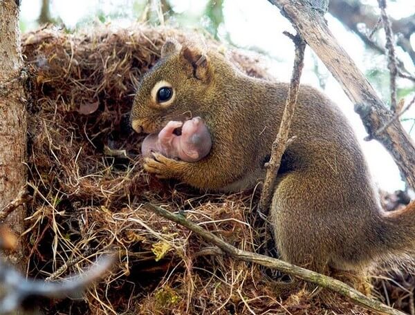 Adorable Animal Parenting Moments 17