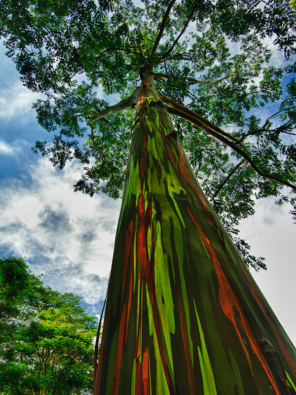 most magnificent trees 14