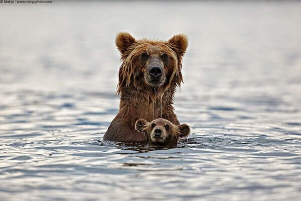 Adorable Animal Parenting Moments 18