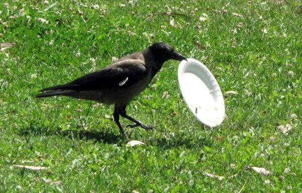 crow cleaning after him 3