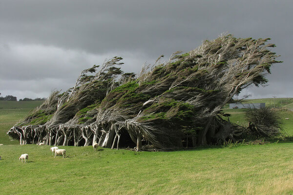 most magnificent trees 4