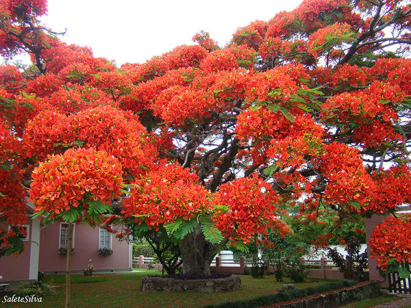 most magnificent trees 10