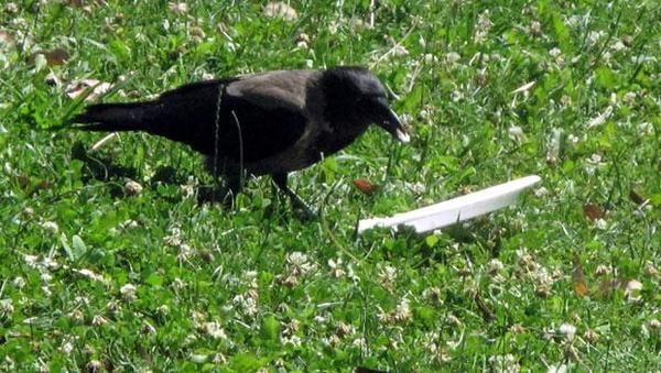 crow cleaning after him 1