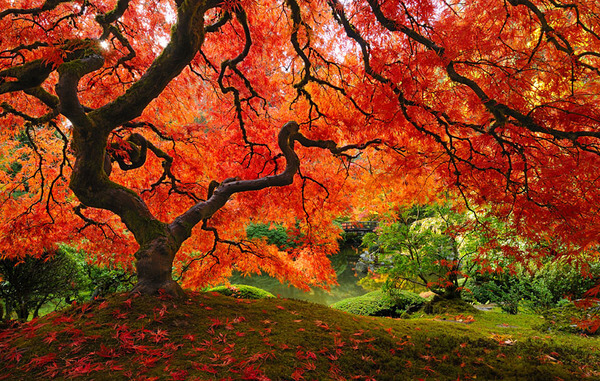 most magnificent trees 6