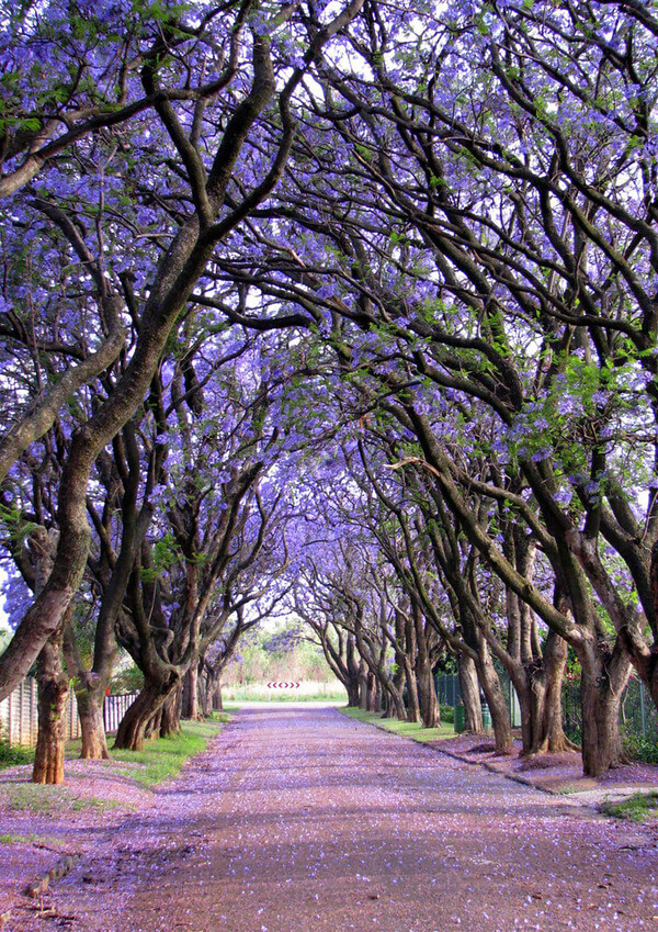 most magnificent trees 16